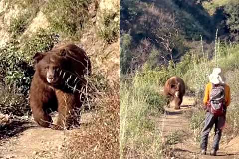 WATCH: Massive Brown Bear Charges Hiker in Angeles National Forest, His Reaction Goes Viral