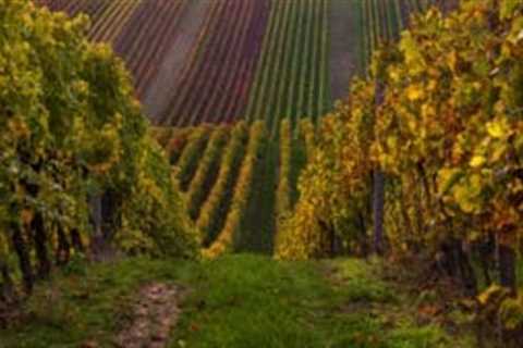 Chapel Down toasts million-bottle milestone in race to challenge champagne