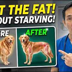 How to Make Your Dog Lose Weight WITHOUT Starving Them! (Vet Secret Exposed)