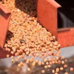 Princes forecasts 60 per cent pea yield as growers trial chickpeas
