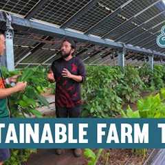 Hawaii Farm Grows Food Under Solar Panels (And It Actually Works)