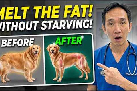 How to Make Your Dog Lose Weight WITHOUT Starving Them! (Vet Secret Exposed)