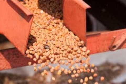 Princes forecasts 60 per cent pea yield as growers trial chickpeas