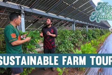 Hawaii Farm Grows Food Under Solar Panels (And It Actually Works)