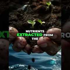Ocean & Soil Nutrients in One Spray #shorts