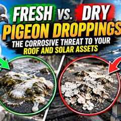 Fresh vs  Dry Pigeon Droppings The Corrosive Threat to Your Roof and Solar Assets