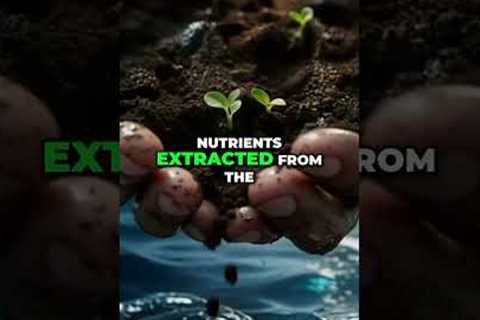 Ocean & Soil Nutrients in One Spray #shorts