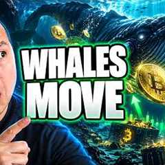 Bitcoin Whales Are Quietly Making Their Move