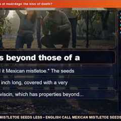 Mexico's mistletoe crisis: Is el muérdago the kiss of death?